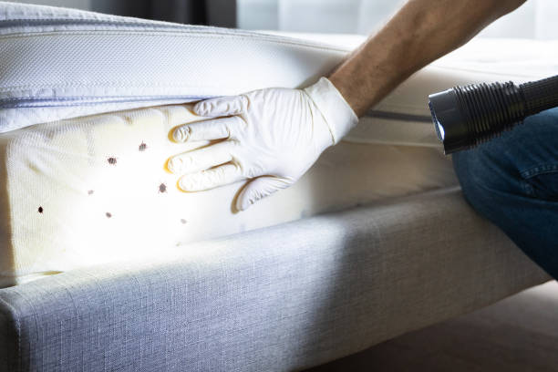 Best Wasp Removal Services  in Hillburn, NY