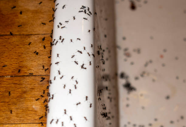 Best Pest Control for Homes  in Hillburn, NY